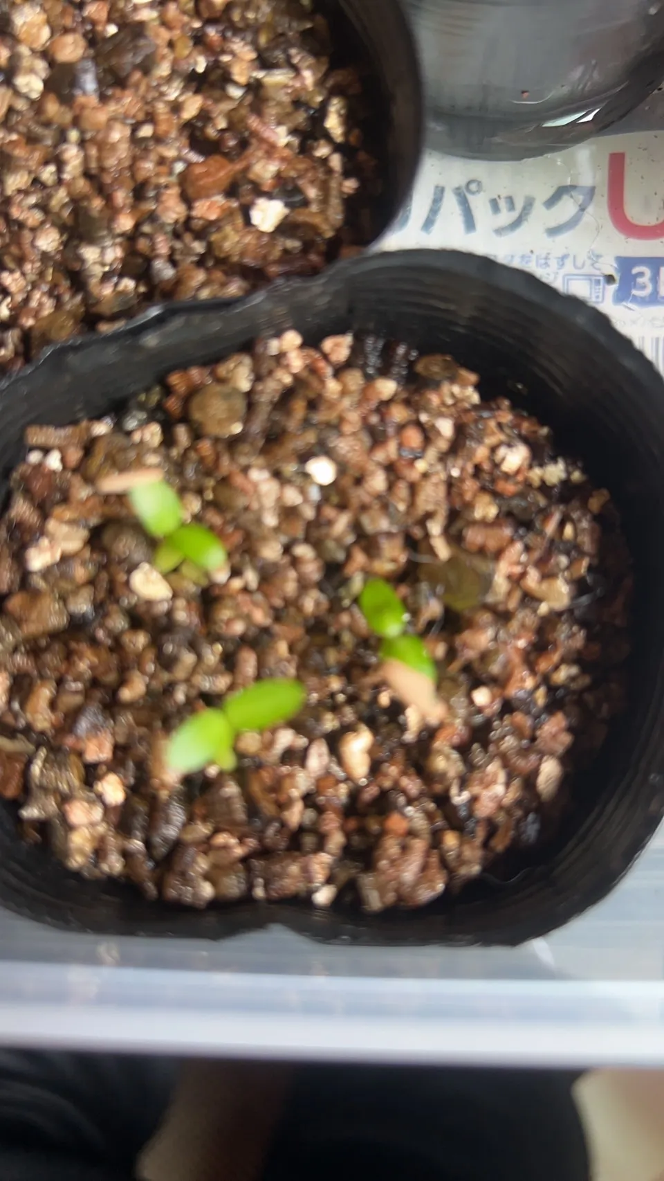 Pachypodium rosulatum subsp. makayense (パキポディウム マカイエンセ)