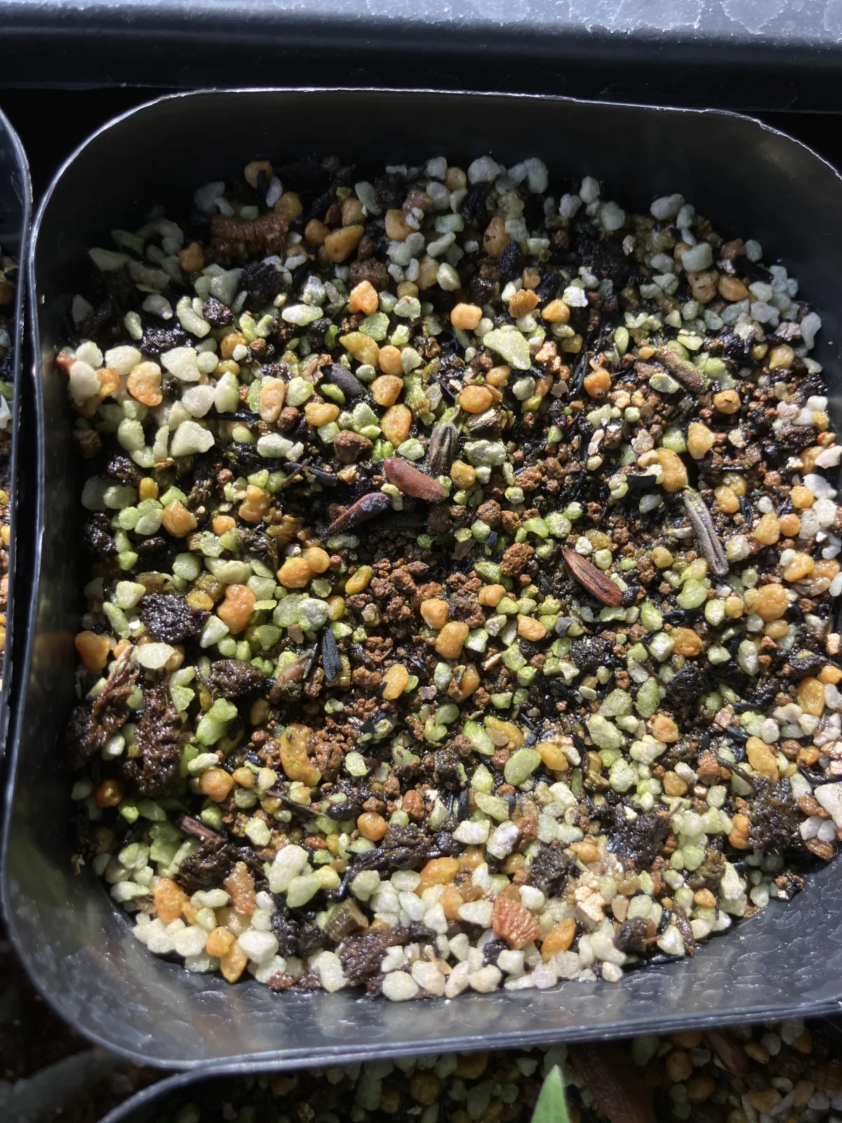 [無料種子] 発芽難 パキポディウム グラキリス　 Pachypodium rosulatum var. gracilius