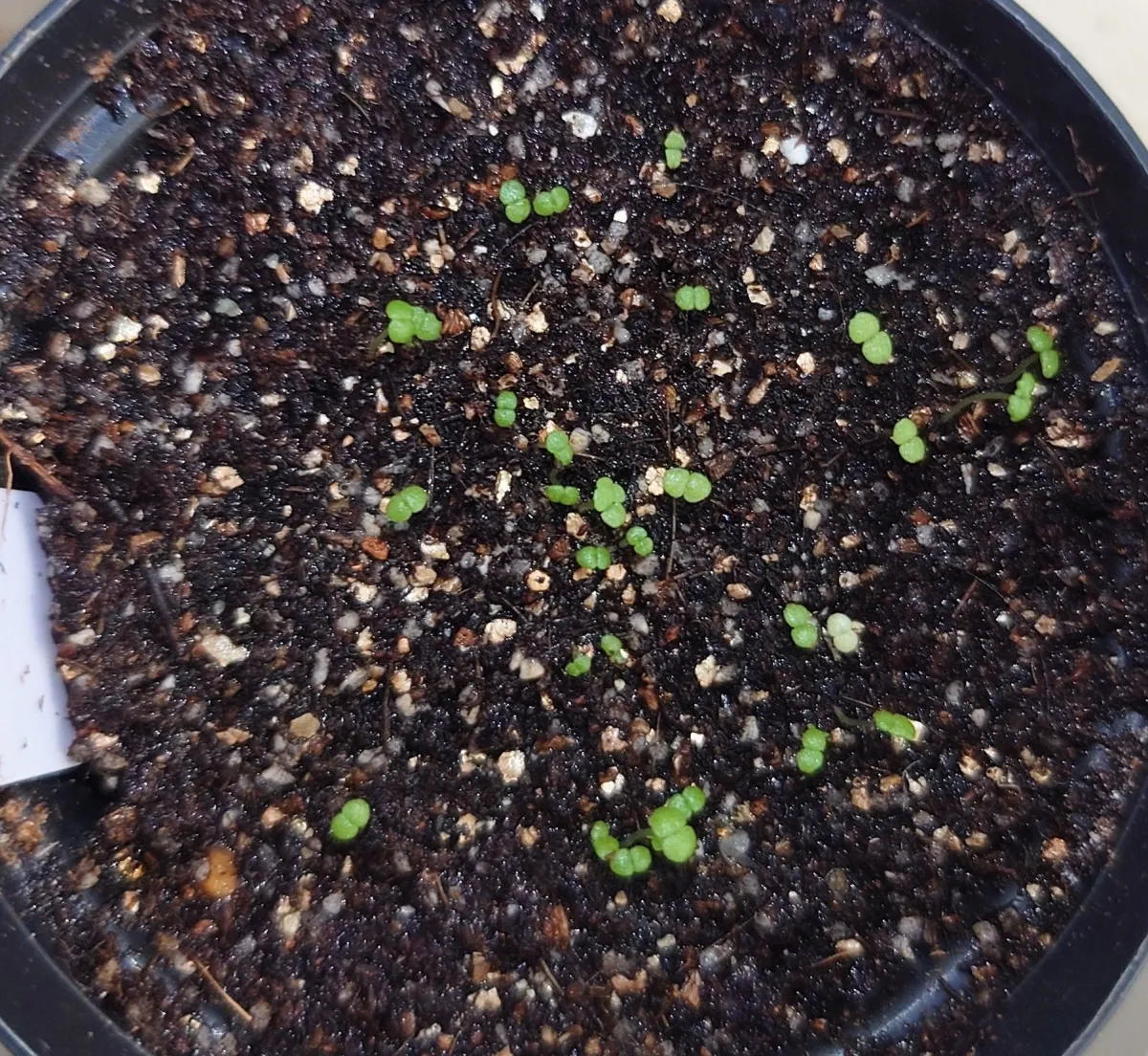 Echeveria lutea Phantasma (エケベリア ルテア ファンタズマ)