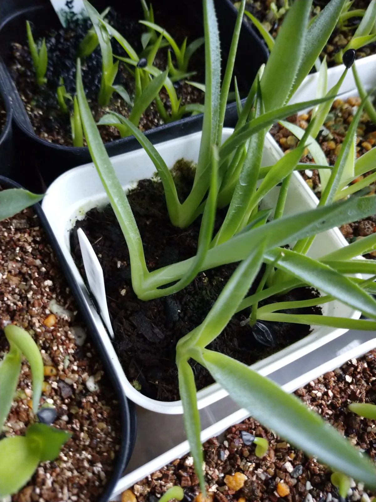 Agave atrovirens var. atrovirens (アガベ アトロビレンス)