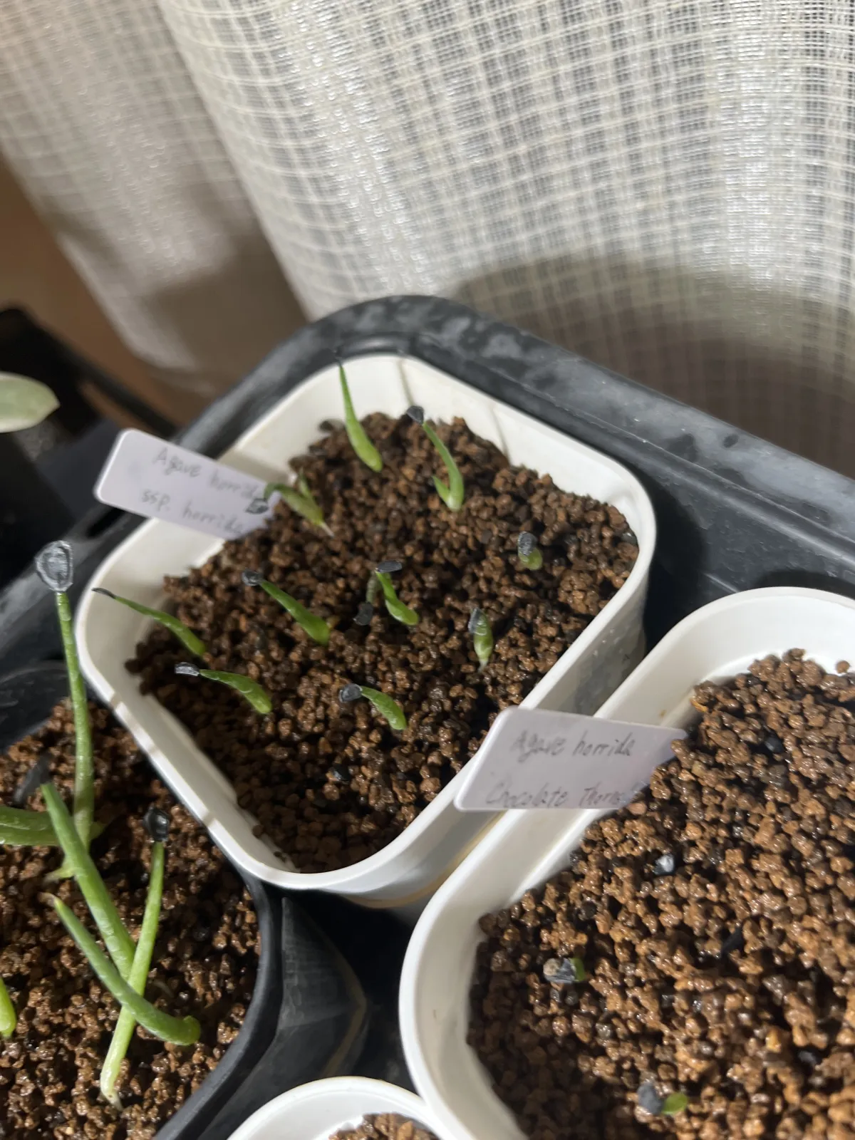 Agave horrida ssp. horrida (アガベ ホリダ)