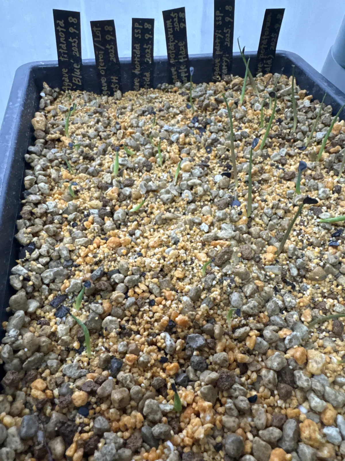 Agave oteroi (アガベ オテロイ)