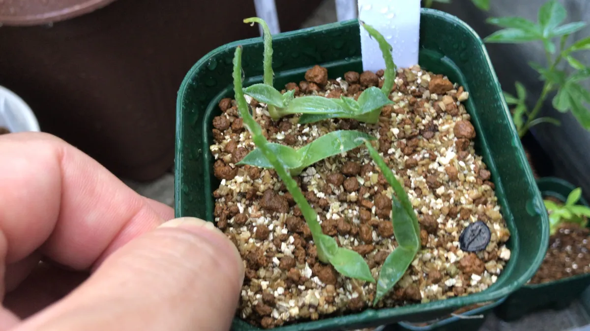 Agave gentryi (アガベ ジェントリー)