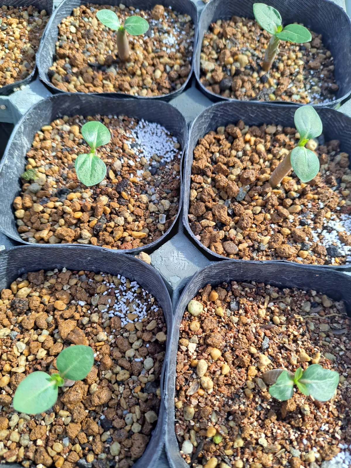 Adenium obesum Super red (アデニウム Adenium DDC X Super red)