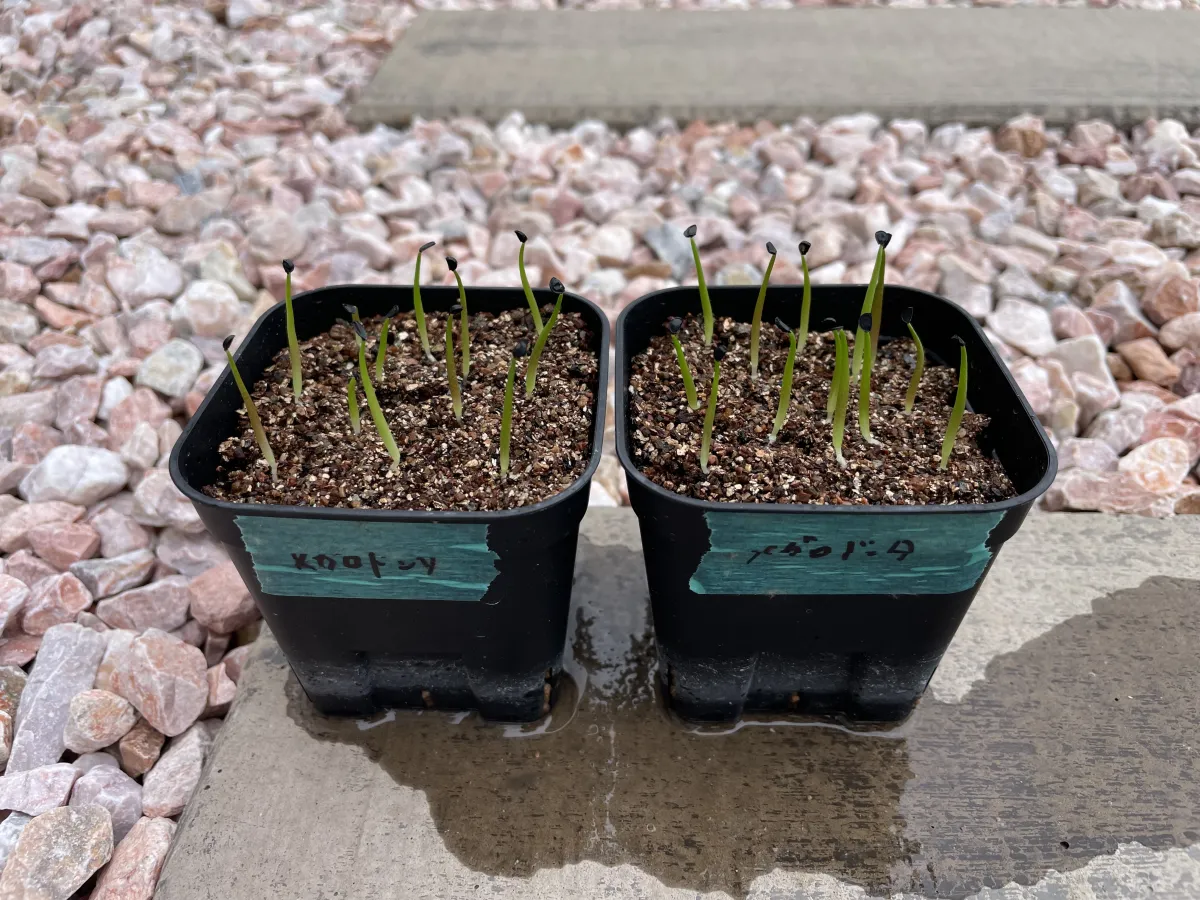 Agave megalodonta (アガベ メガロドンタ)