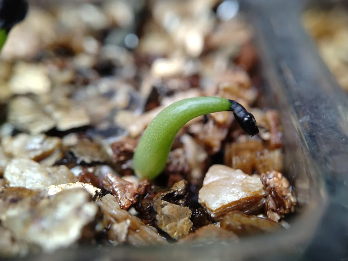 Agave titanota 'Blue' (アガベ チタノタブルー)