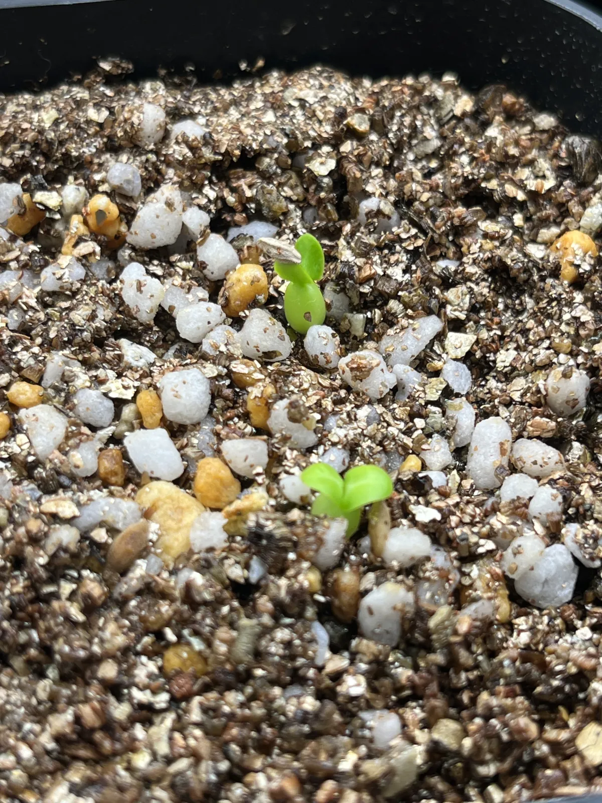 Pachypodium bispinosum (パキポディウム ビスピノーサム)