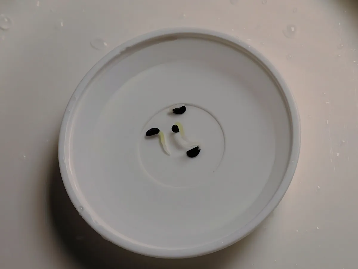 Agave horrida subsp. perotensis (アガベ ペロテンシス)