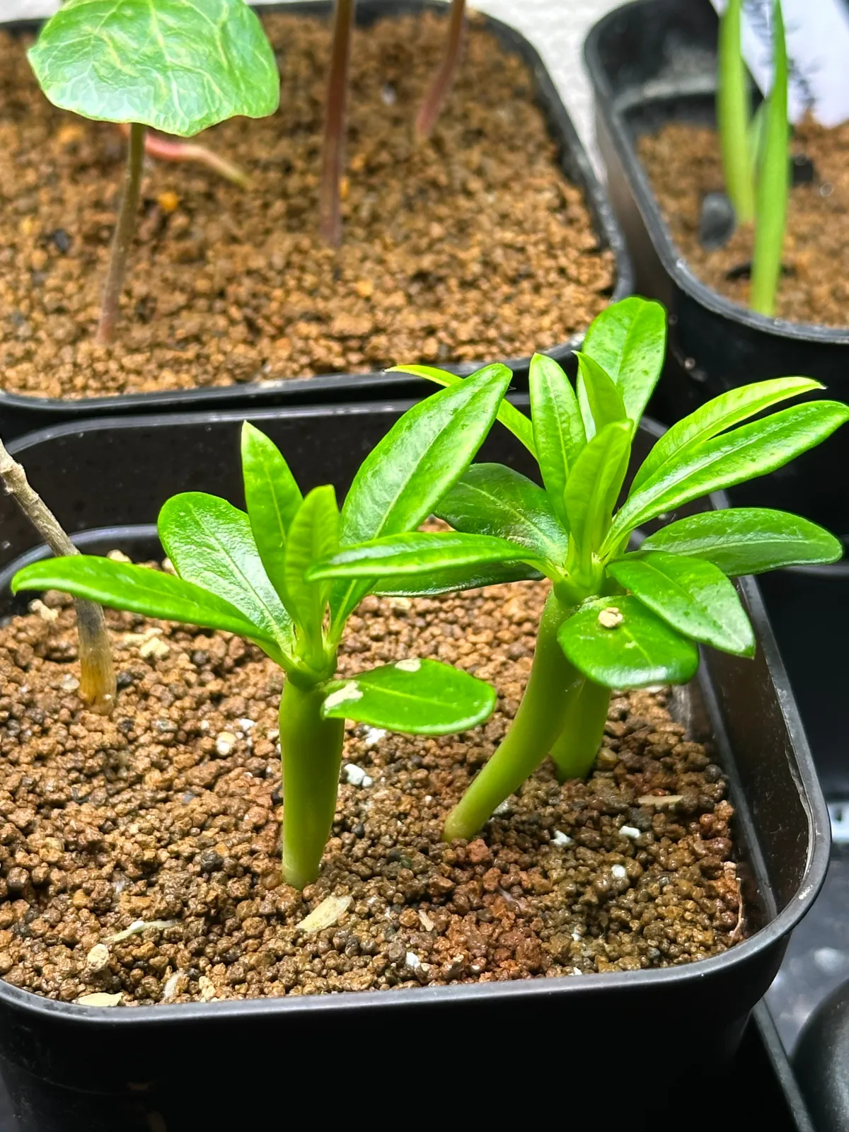 Pachypodium menabeum (パキポディウム メナベウム)