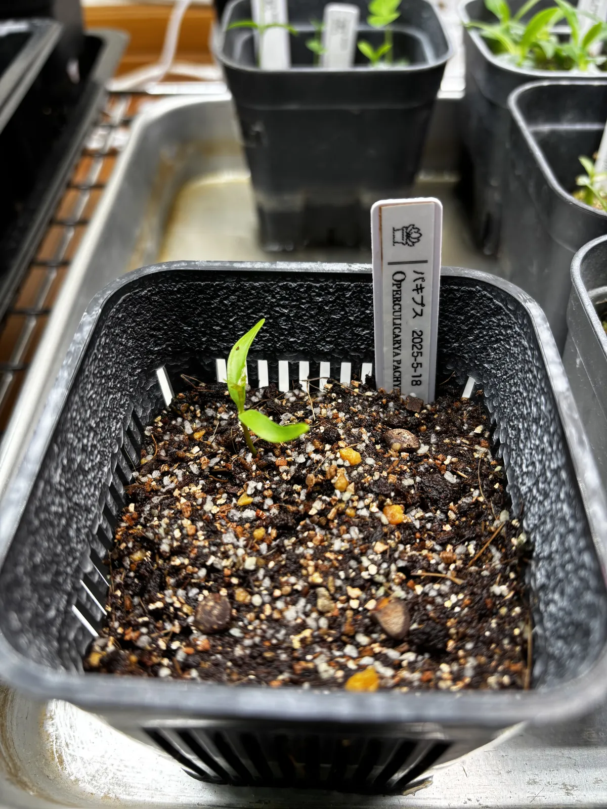 Operculicarya pachypus (オペルクリカリア パキプス2025D)