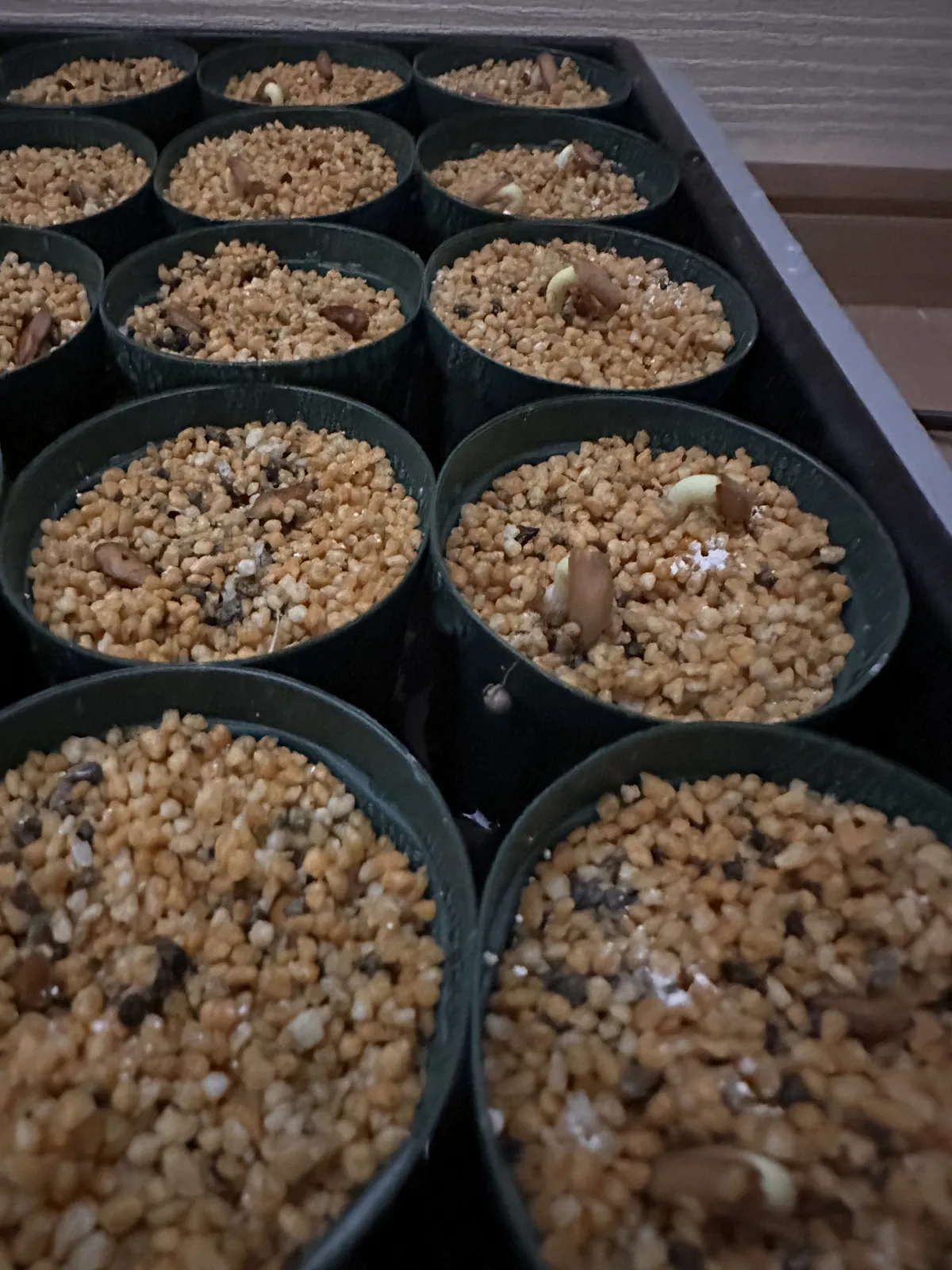 Adenium arabicum (アデニウム アラビカム イエメン)