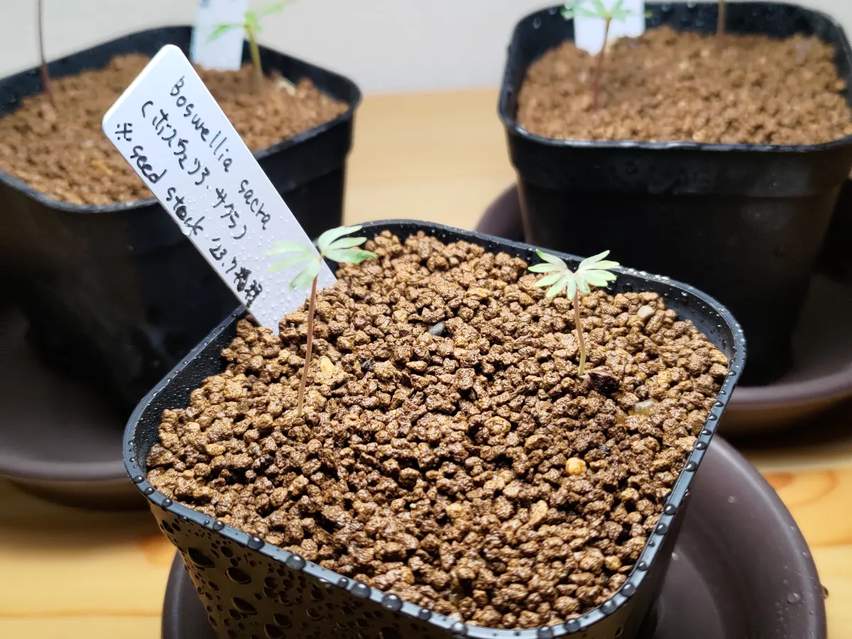 Boswellia sacra (ボスウェリア サクラ)