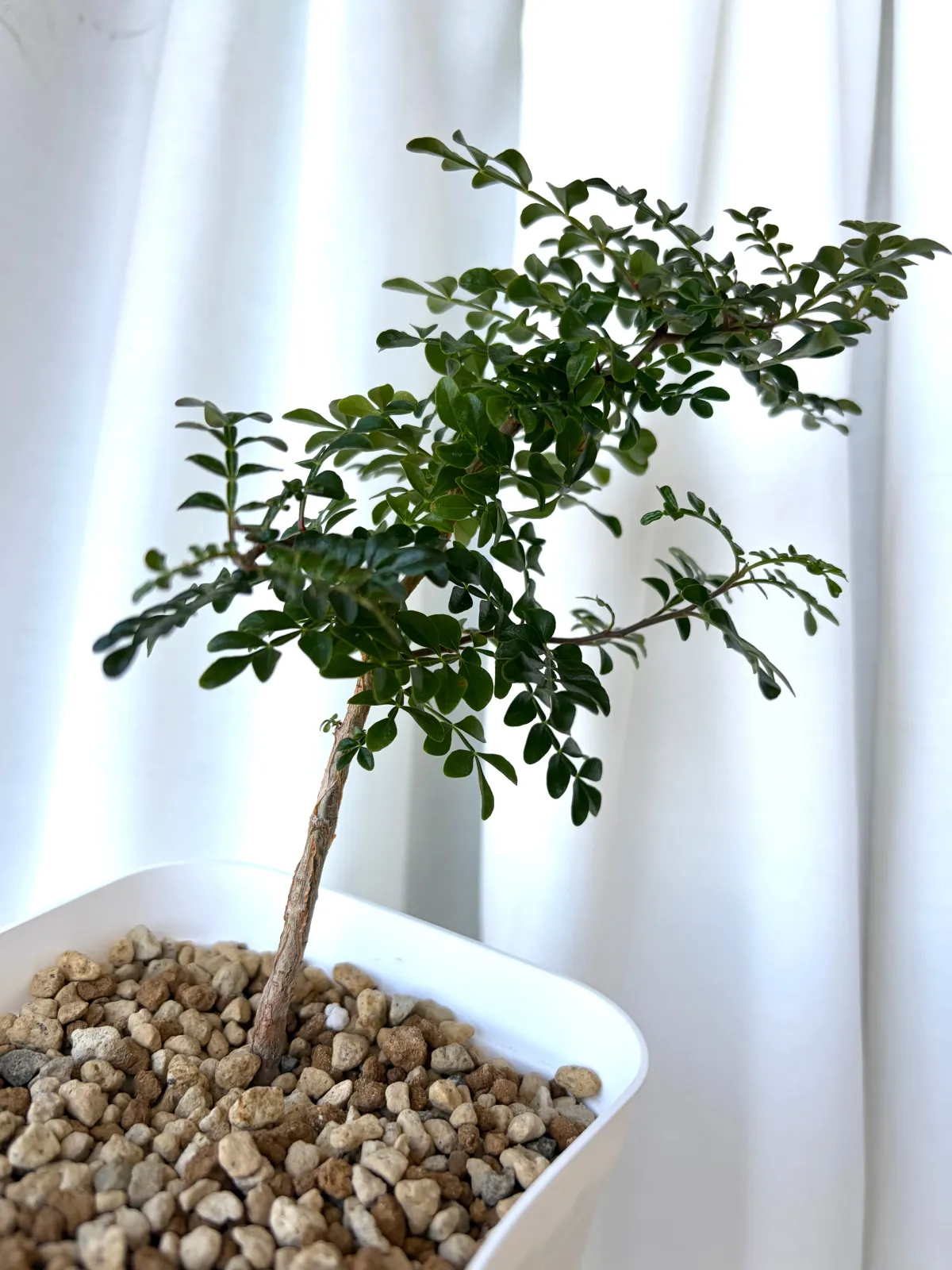 Operculicarya decaryi (オペルクリカリア デカリー)