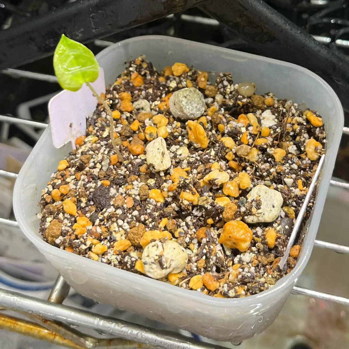 Dioscorea elephantipes (ディオスコレア エレファンティペス セレクション)