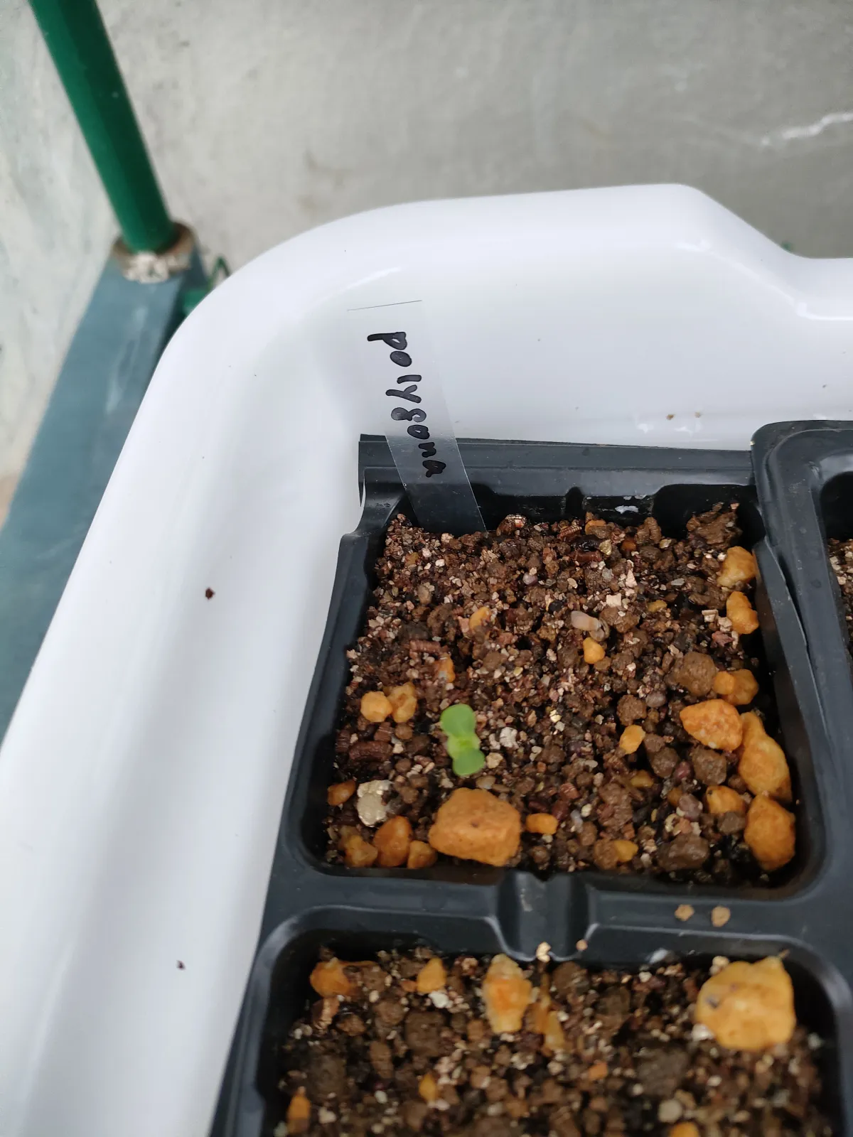 Euphorbia polygona (ユーフォルビア ポリゴナ)