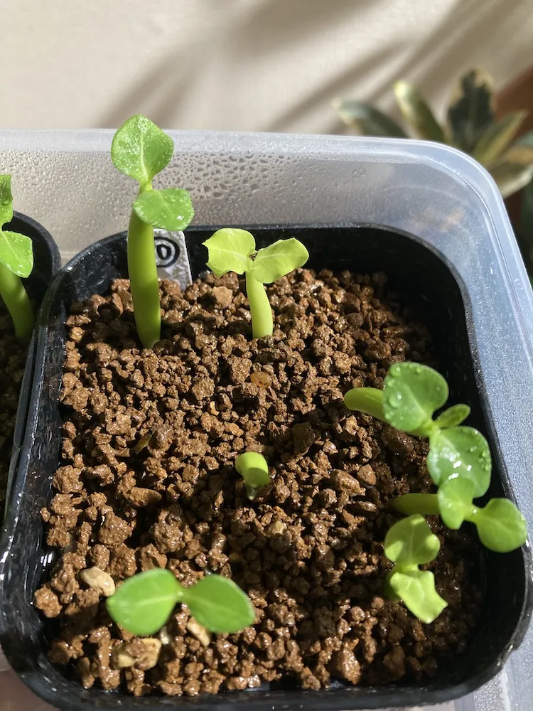 Adenium arabicum (アデニウム アラビカム)