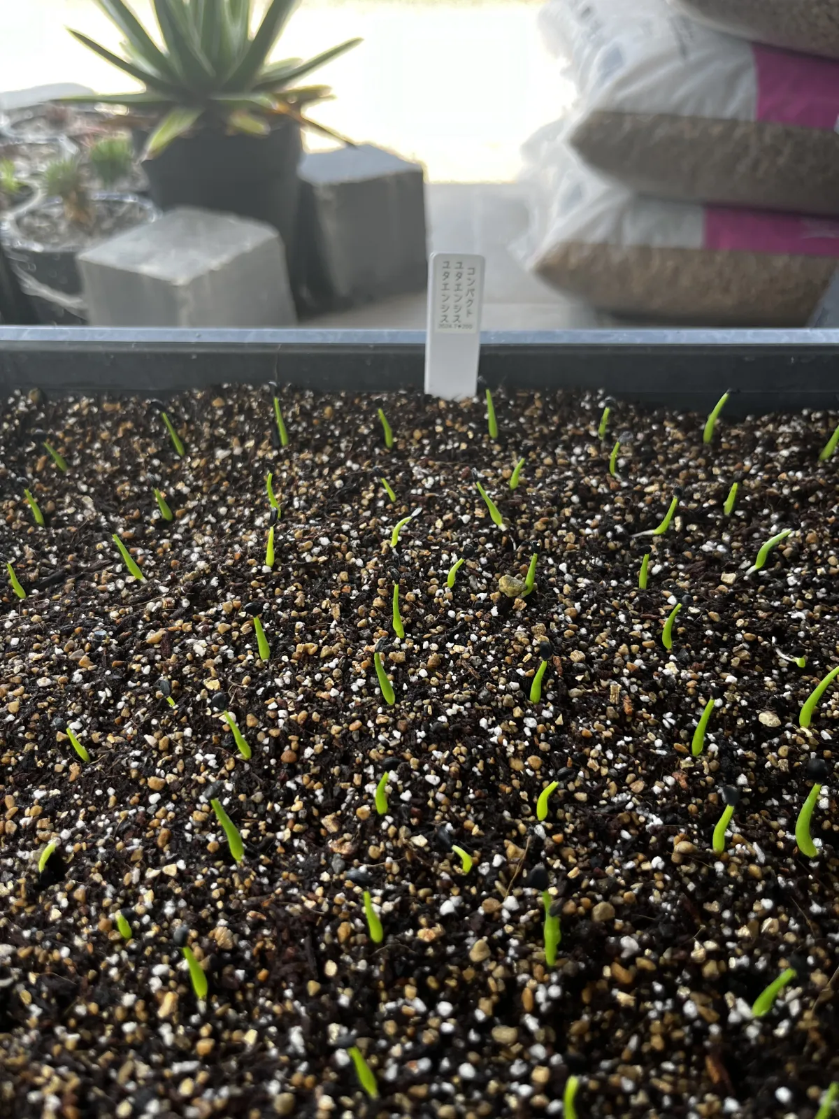 Agave utahensis ssp. utahensis 'Compacta' (アガベ ユタエンシスコンパクタ)