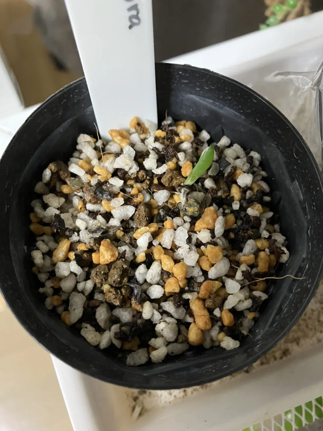 Aloe claviflora (アロエ クラビフローラ)