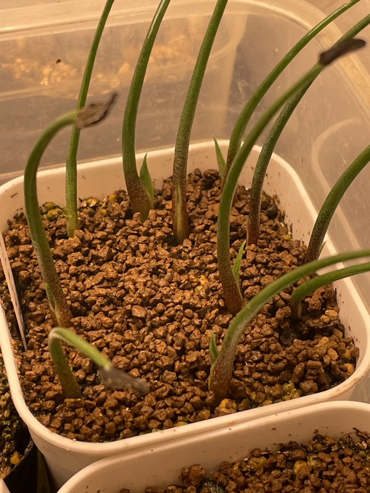 Agave hookeri (アガベ フーケリ)