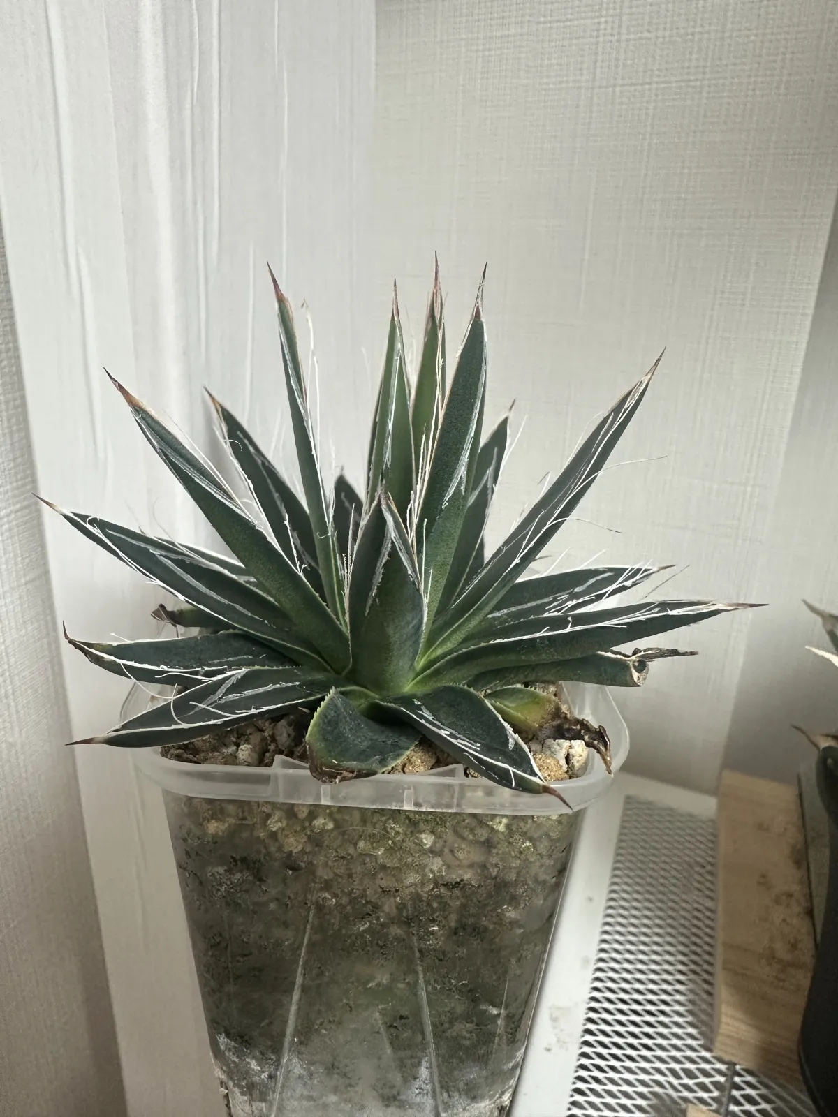  アガベ エボリスピナ ヴェガス 2023 Agave utahensis var. eborispina 'Vegas' Lot.2023