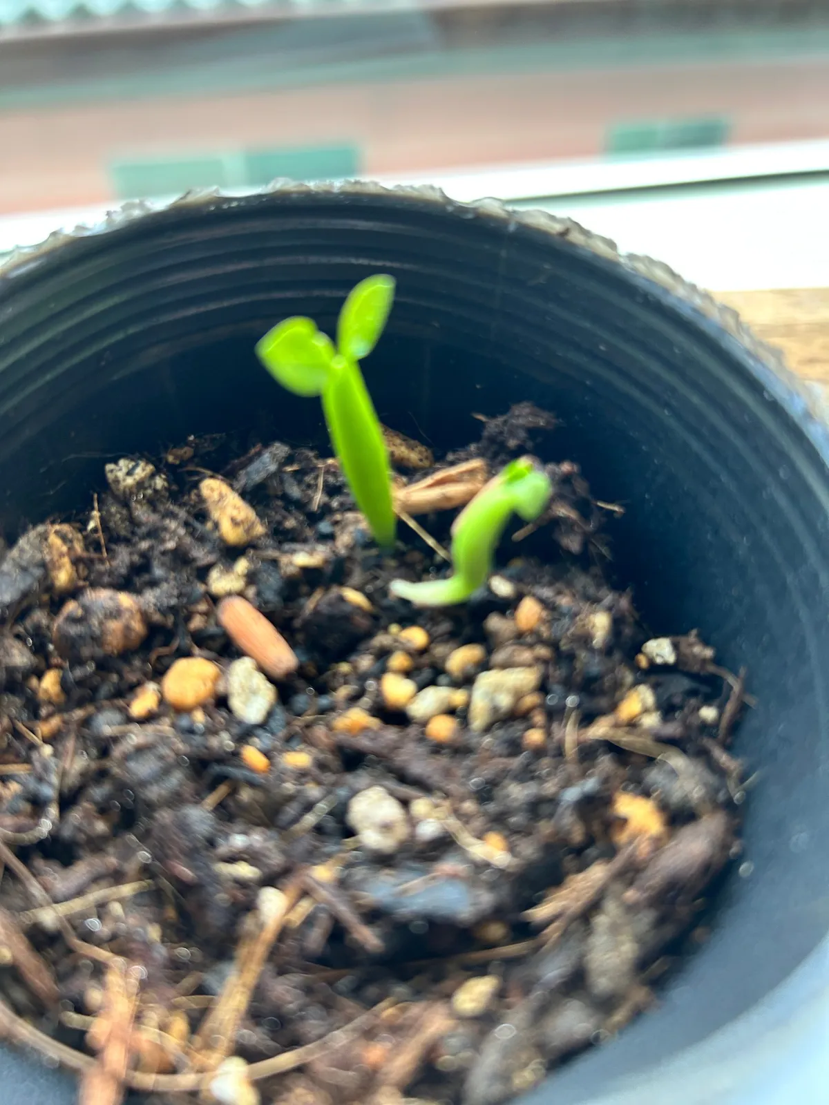 Adenium arabicum King Kong (アデニウム アラビカム キングコング)