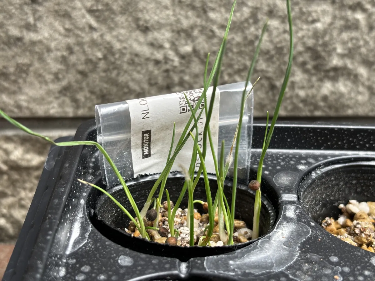 Nolina microcarpa (ノリナ ミクロカルパ)