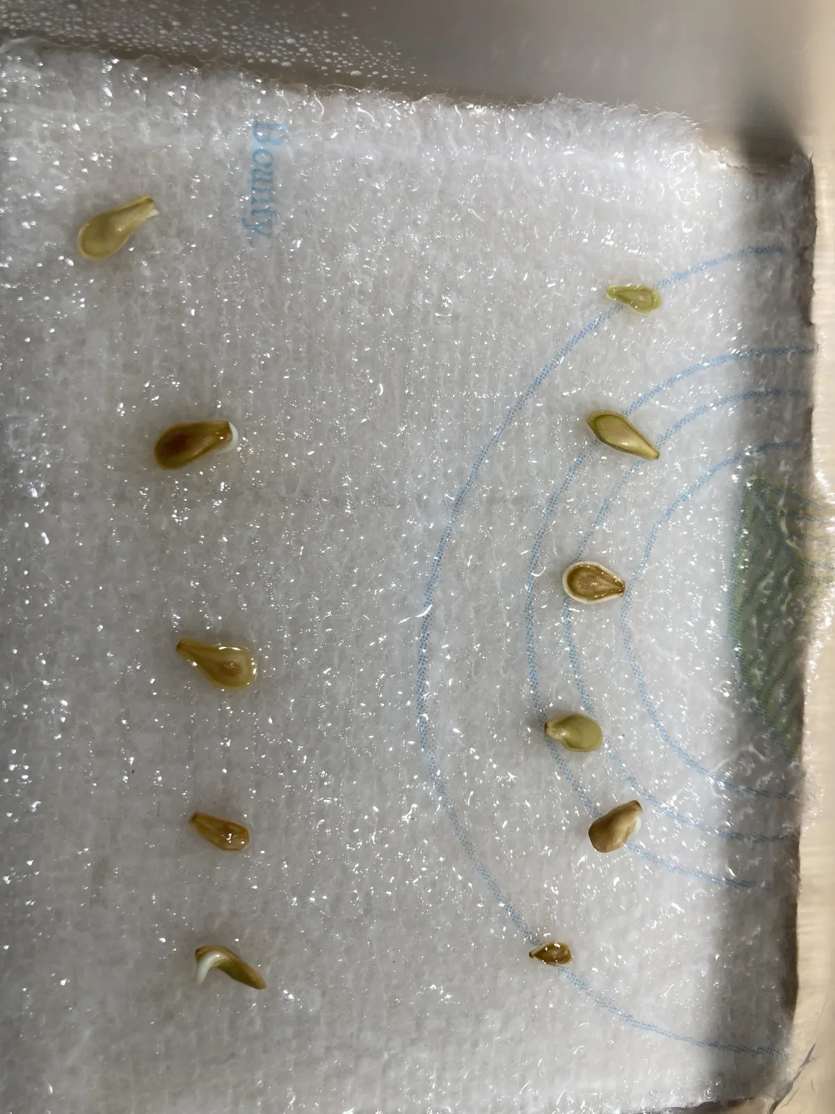 Fockea edulis (フォッケア 火星人)