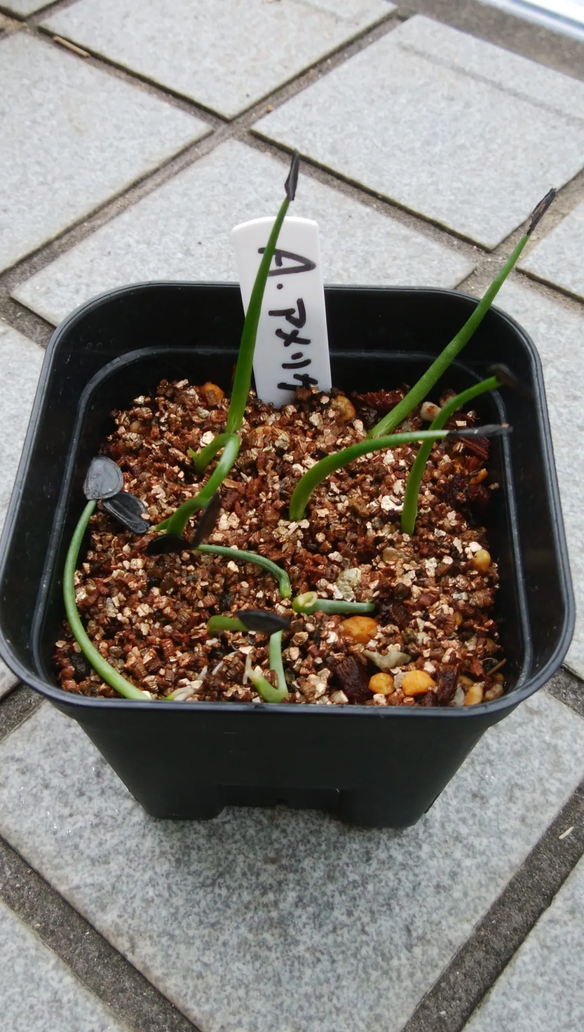 Agave americana ssp. americana (アガベ アメリカーナ)