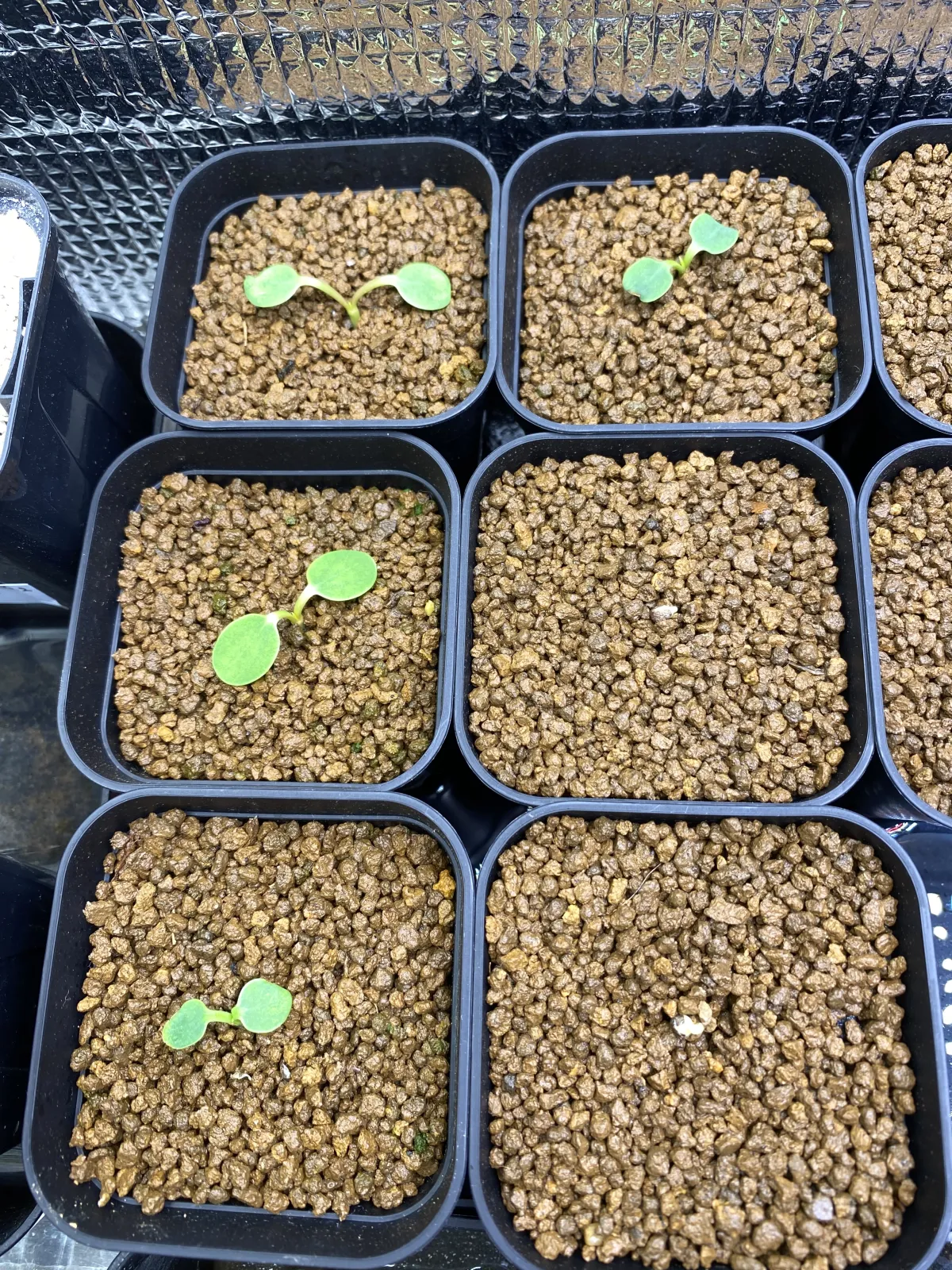 Euphorbia guillauminiana (ユーフォルビア ギラウミニアナ)