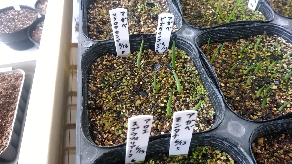 Agave vizcainoensis (アガベ ビスカイノエンシス)