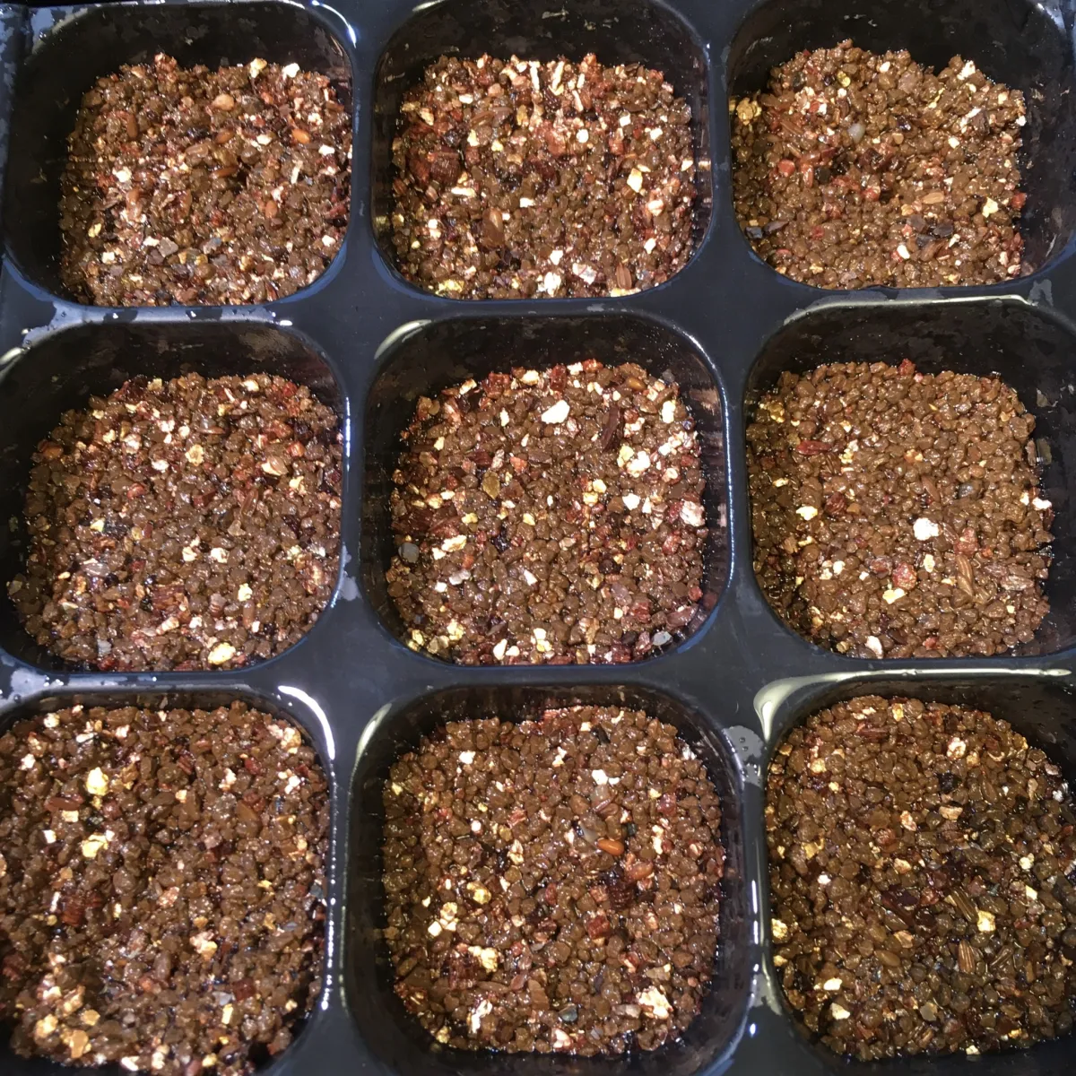 [モニター種子] パキポディウム ブレビカウレ Pachypodium brevicaule ssp. brevicaule