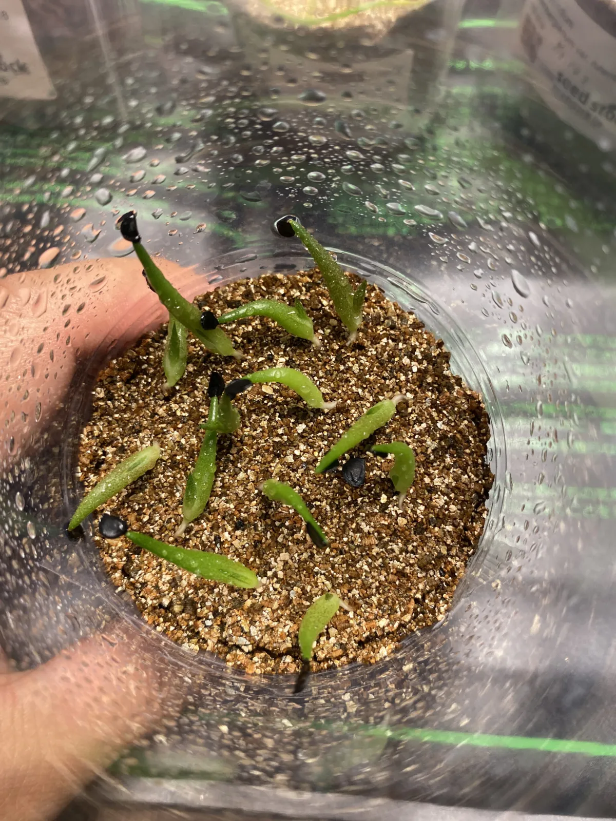 Agave titanota 'Blue' (アガベ チタノタブルー)