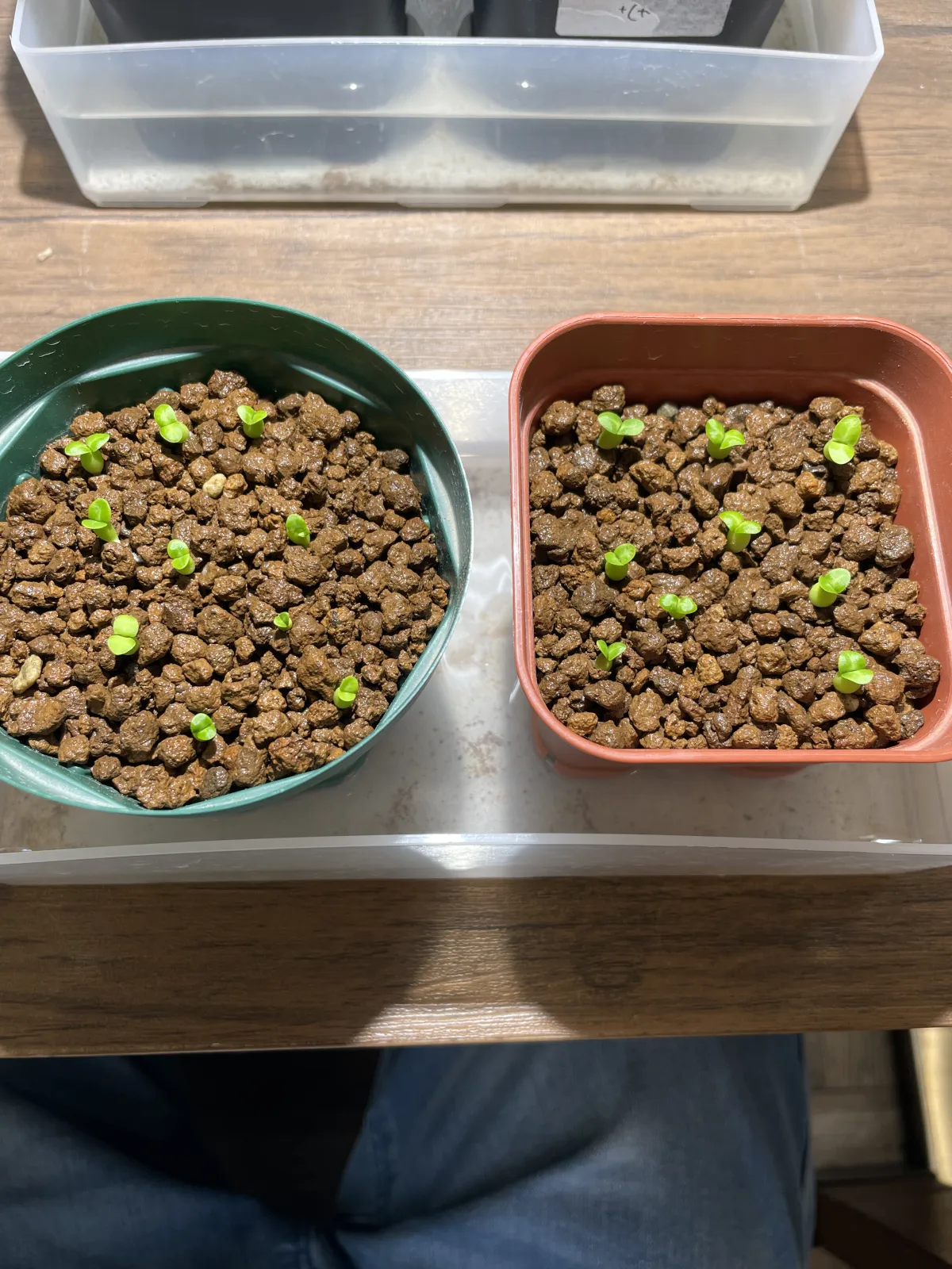 Pachypodium bispinosum (パキポディウム ビスピノーサム)