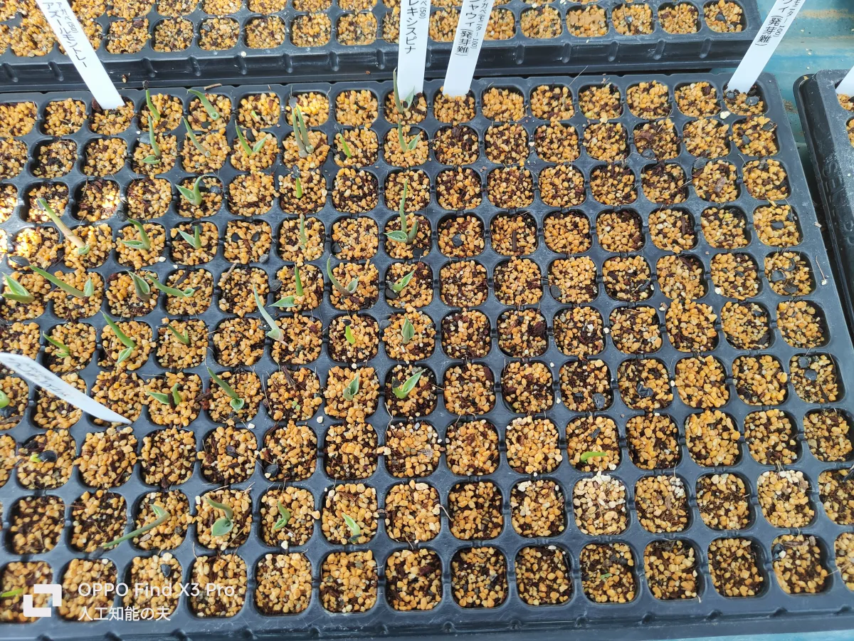 [チャレンジ種子] アガベ シャウィ（発芽難） Agave shawii subsp. shawii (発芽難)