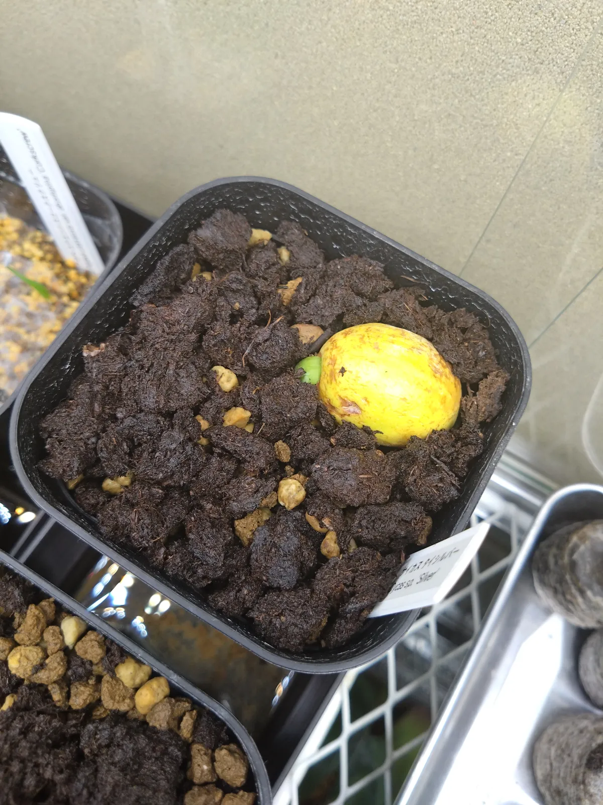 Cycas Cycas sp Thai Silver (サイカス タイシルバー)