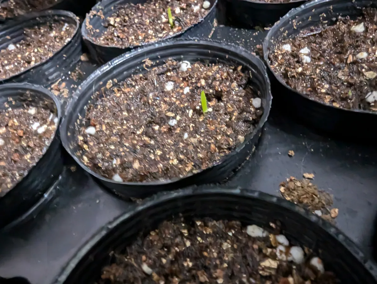 Aloe suzannae (アロエ スザンナエ)