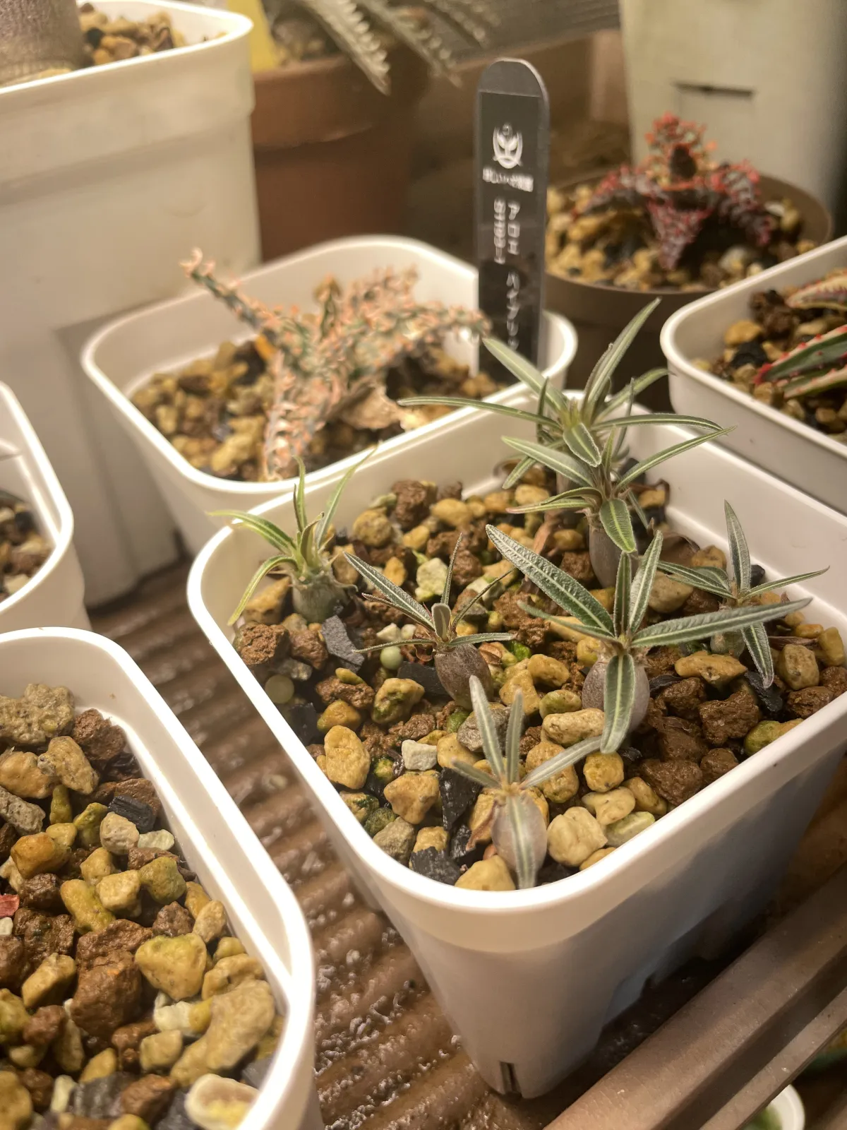 Pachypodium rosulatum var. gracilius (パキポディウム グラキリス)