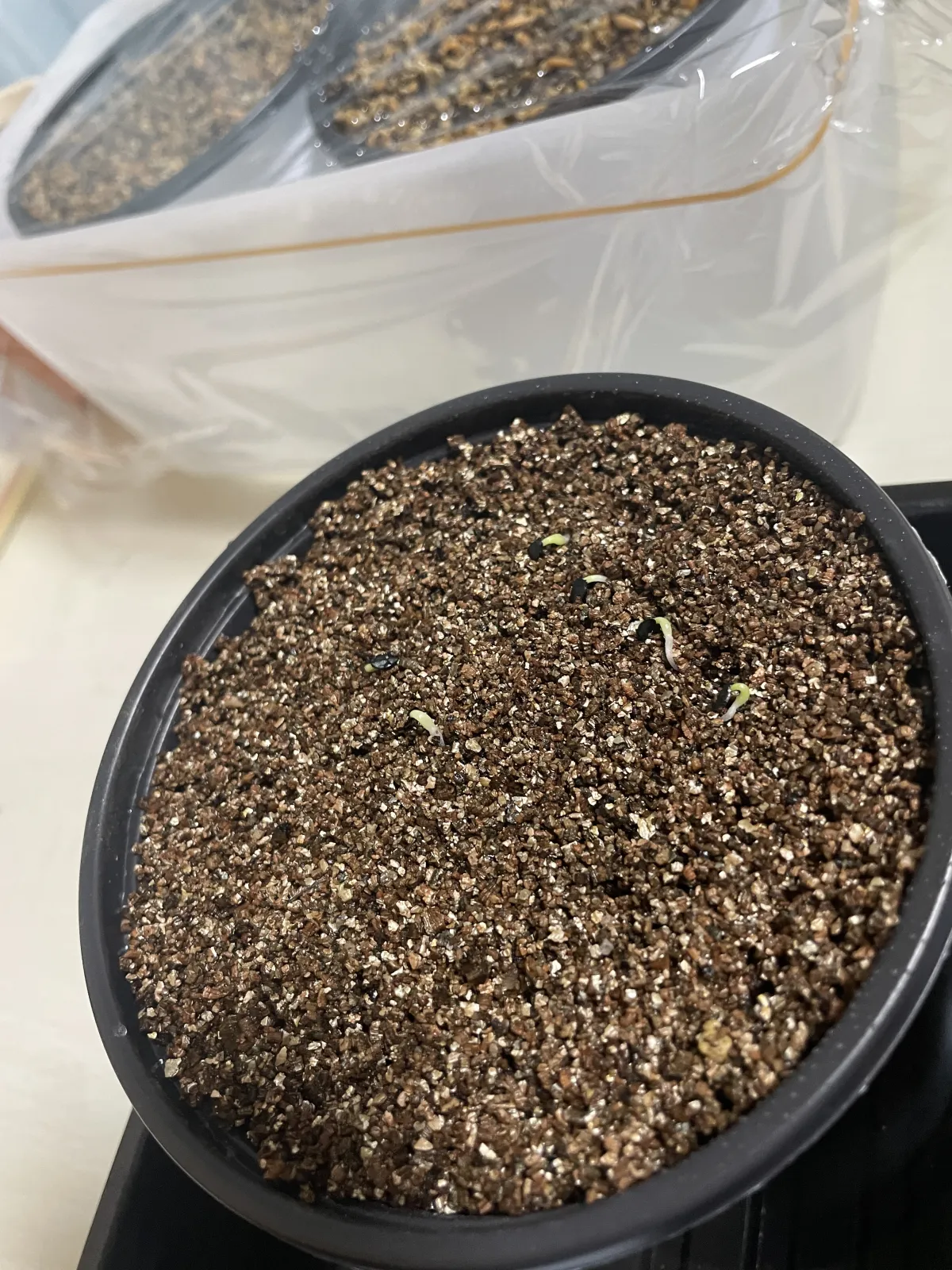 Agave titanota 'Blue' (アガベ チタノタブルー)