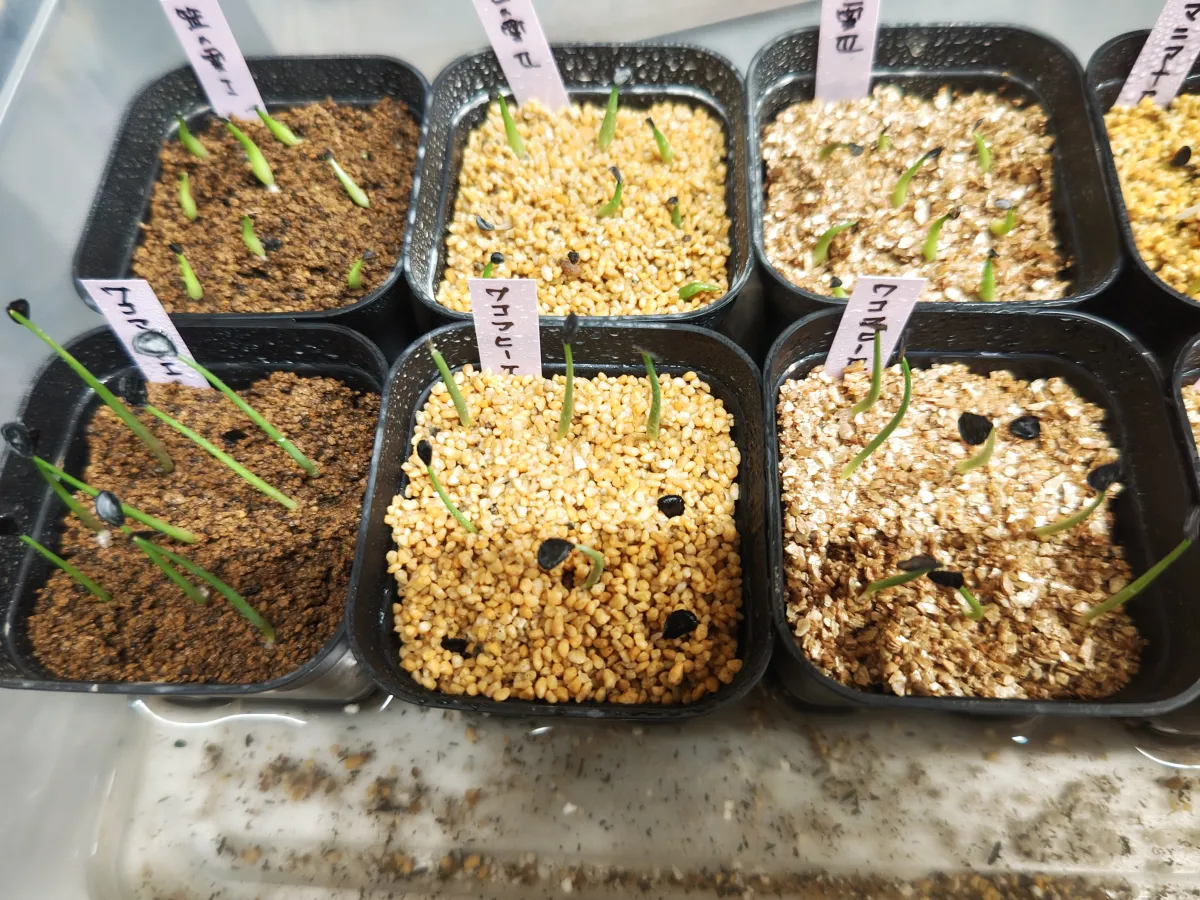 Agave wocomahi (アガベ ワコマヒー)