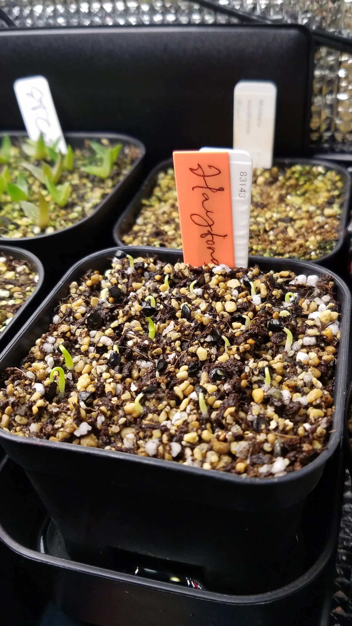 Agave utahensis var. eborispina 'Hayford' (アガベ エボリスピナ ヘイフォード)