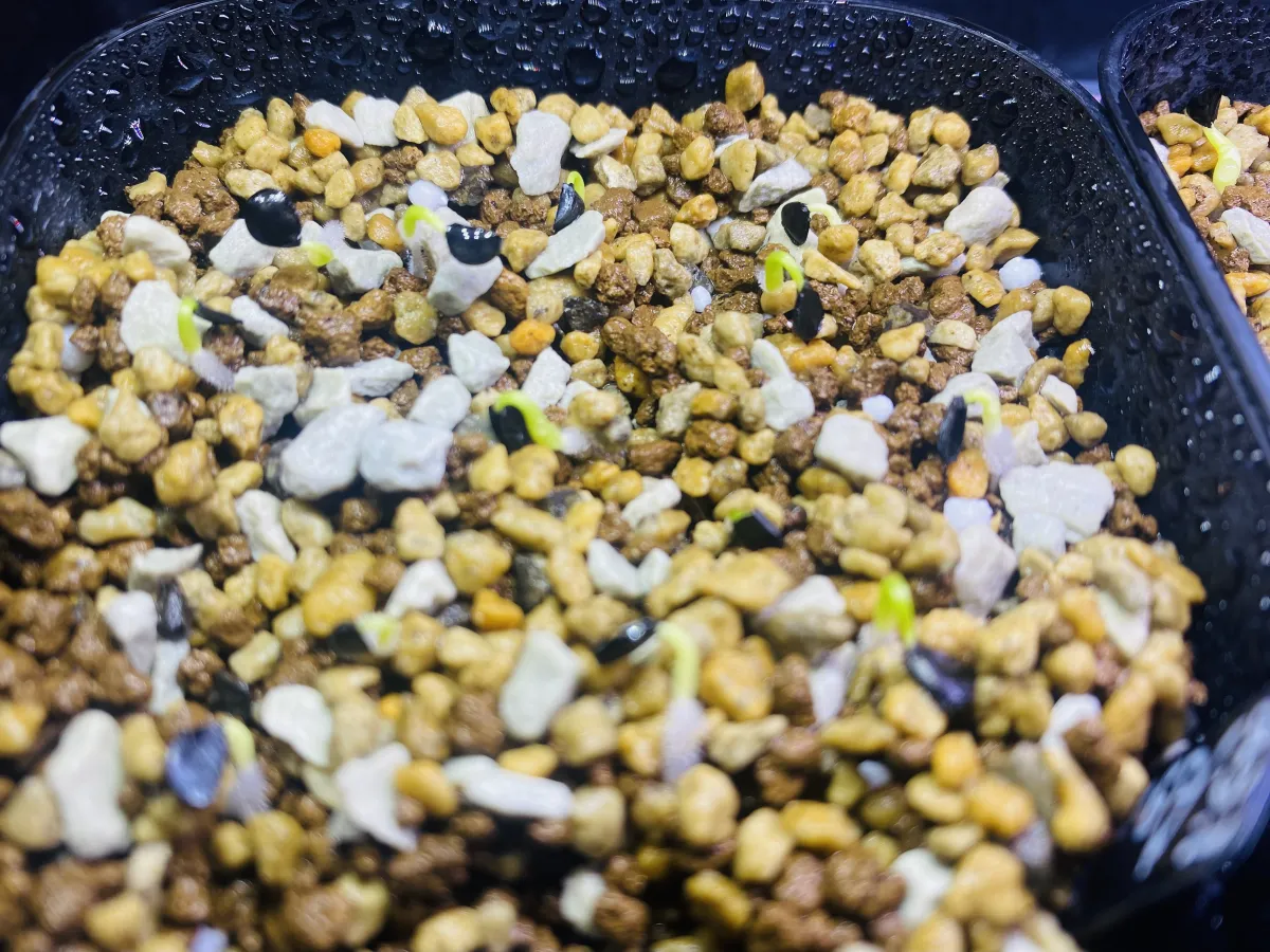 Agave utahensis var. eborispina 'Hayford' (アガベ エボリスピナ ヘイフォード)