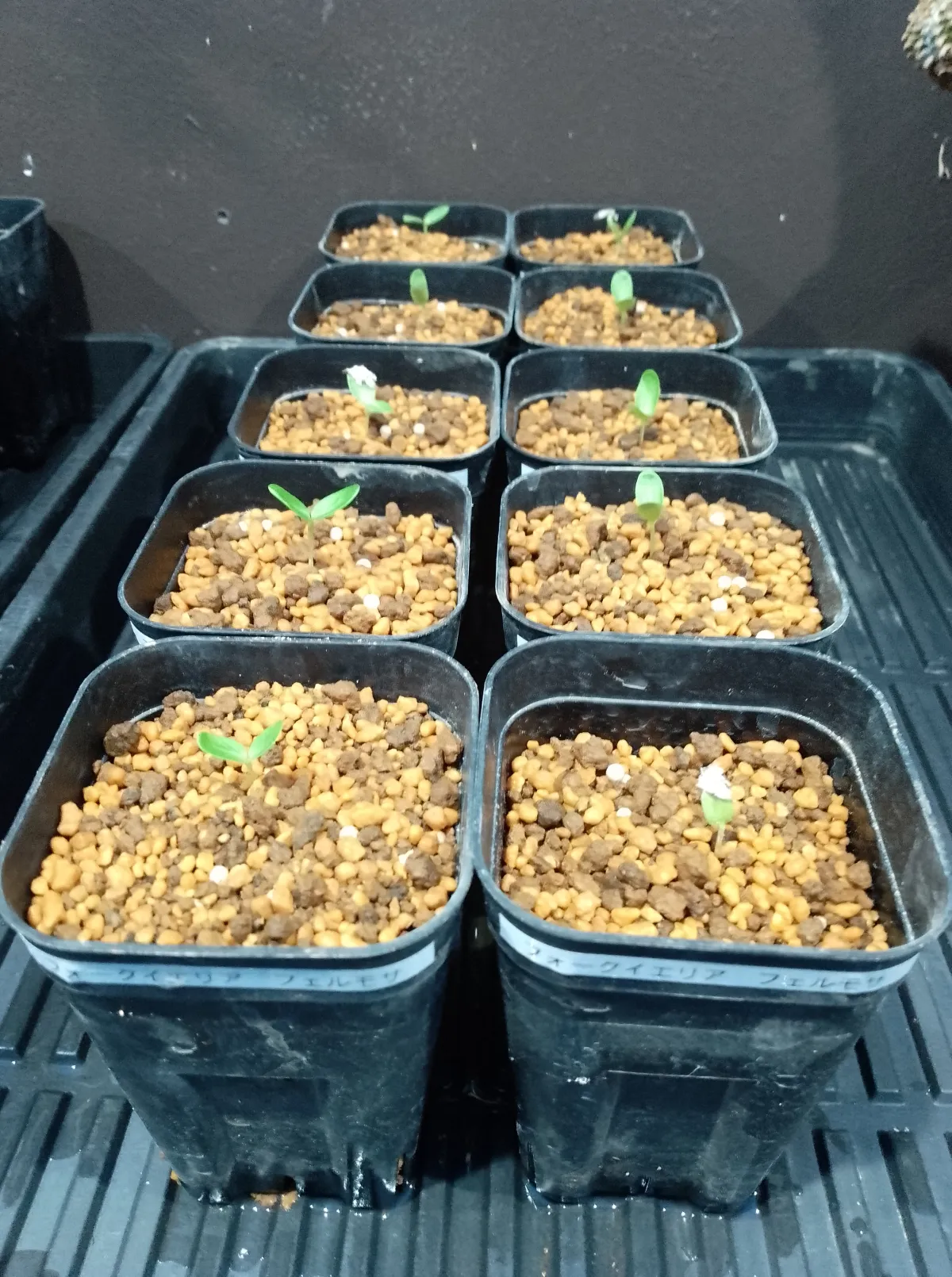 Fouquieria formosa (フォークイエリア フォルモサ)