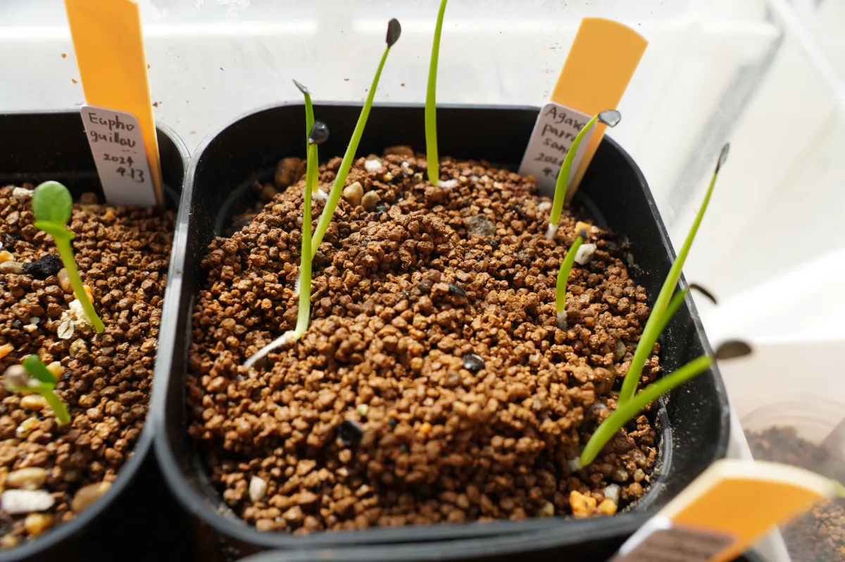 Agave parrasana (アガベ パラサナ)