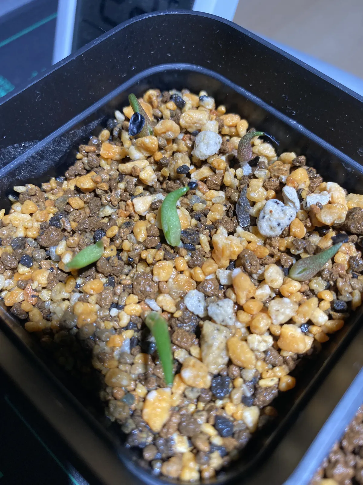 Agave oteroi (アガベ オテロイ)