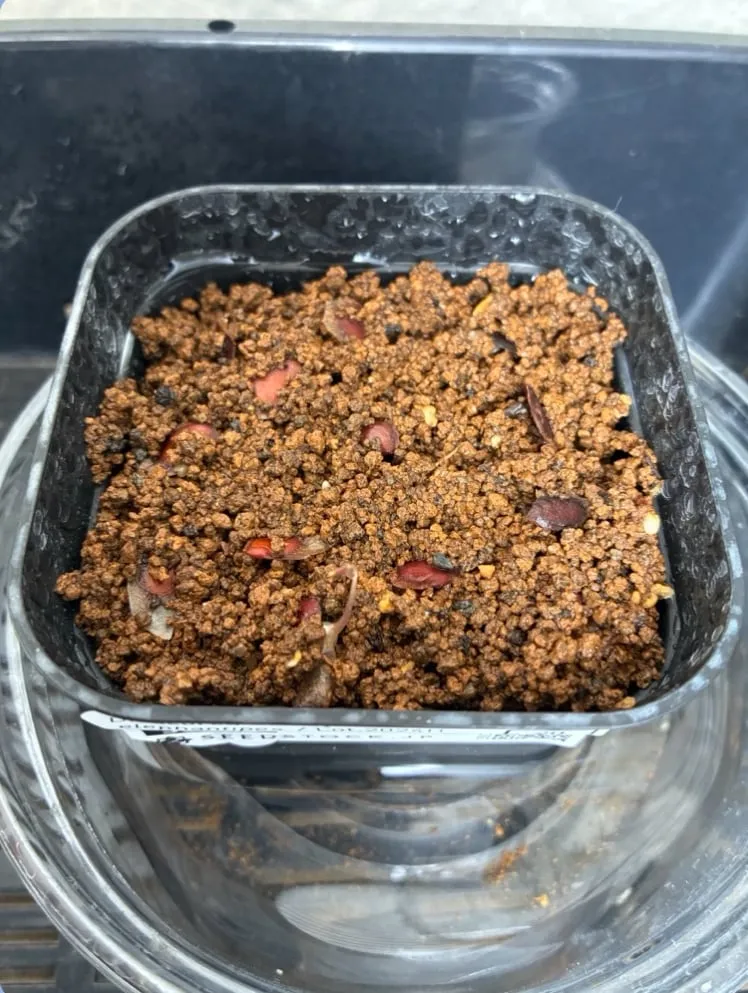 Dioscorea elephantipes (ディオスコレア エレファンティペス アフリカ亀甲竜)