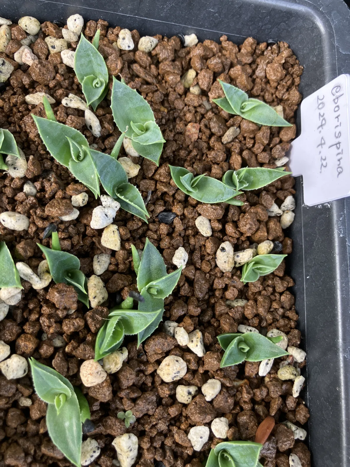 Agave utahensis var. eborispina (アガベ エボリスピナ)