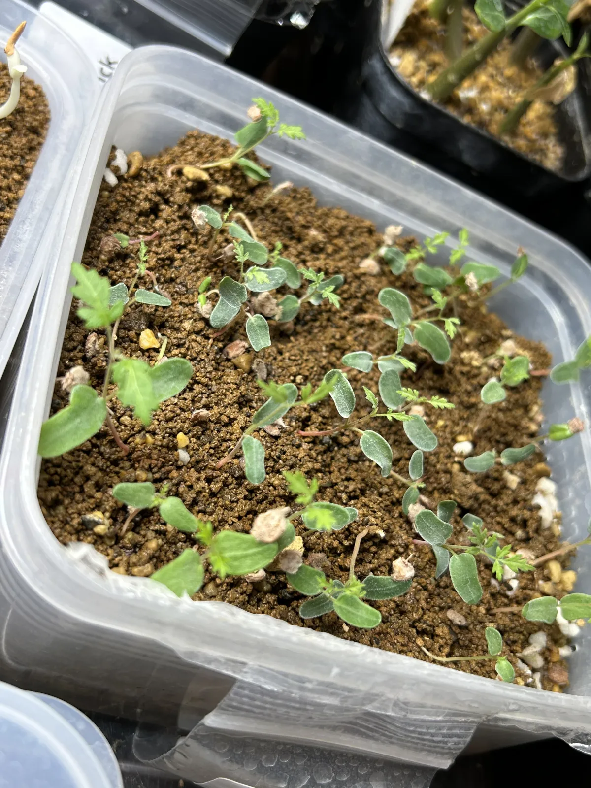 Pachycormus discolor (パキコルムス ディスカラー)