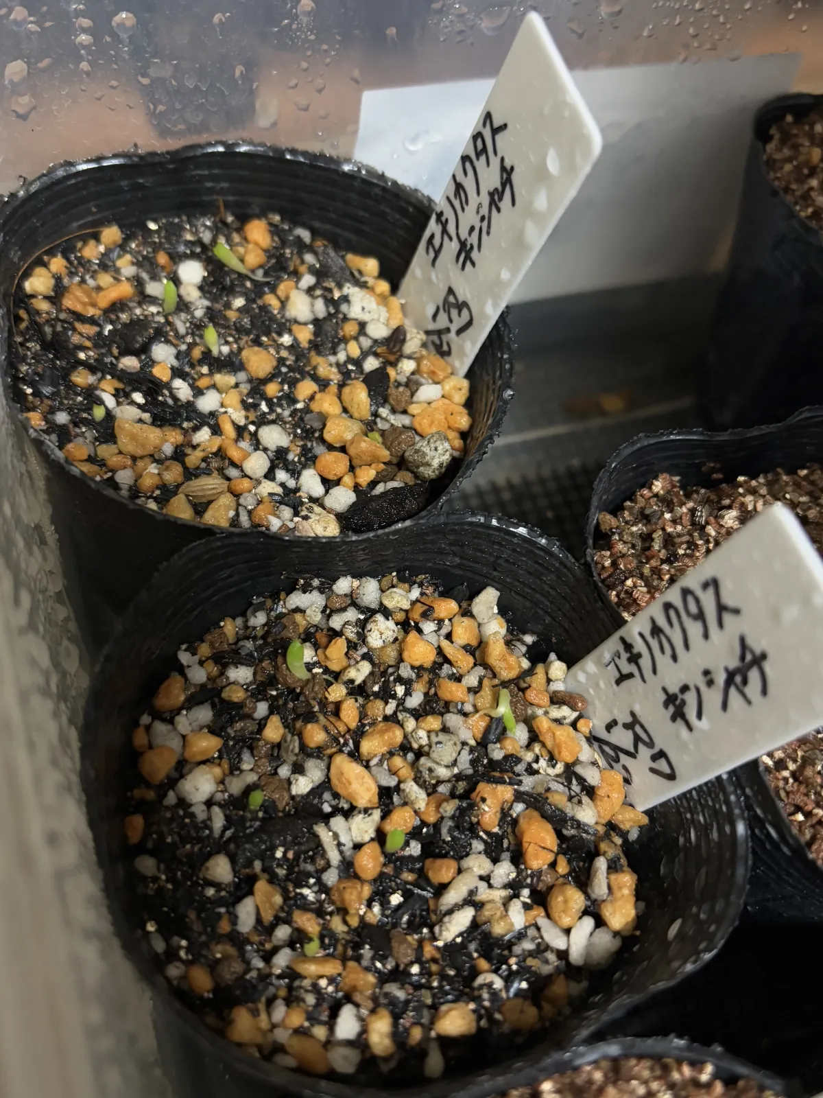 Echinocactus grusonii (エキノカクタス キンシャチ)