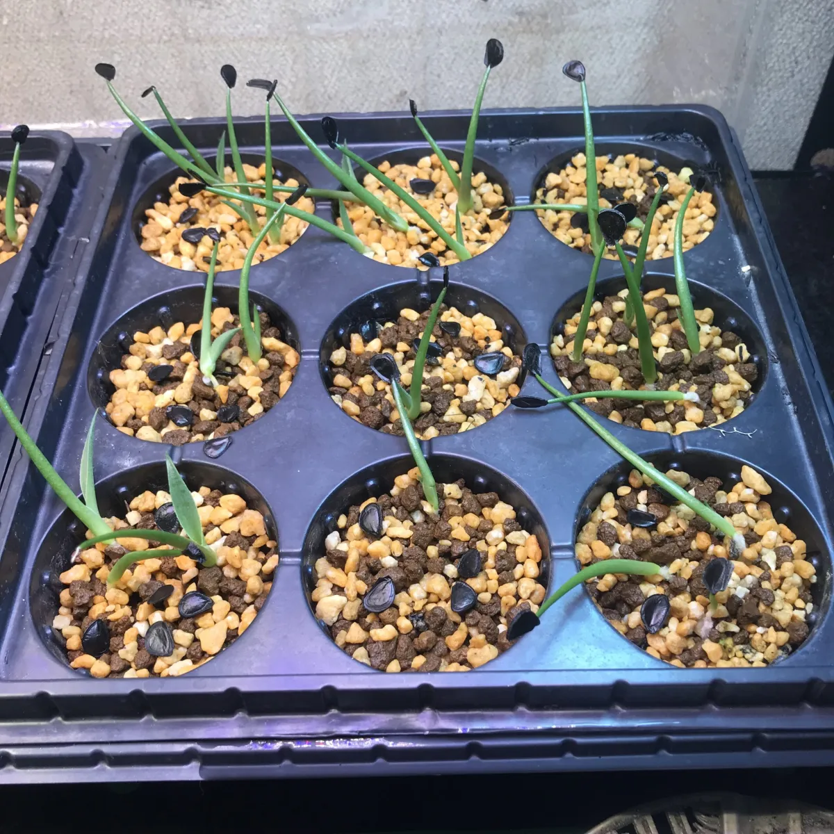 Agave salmiana var. ferox (アガベ フェロックス)