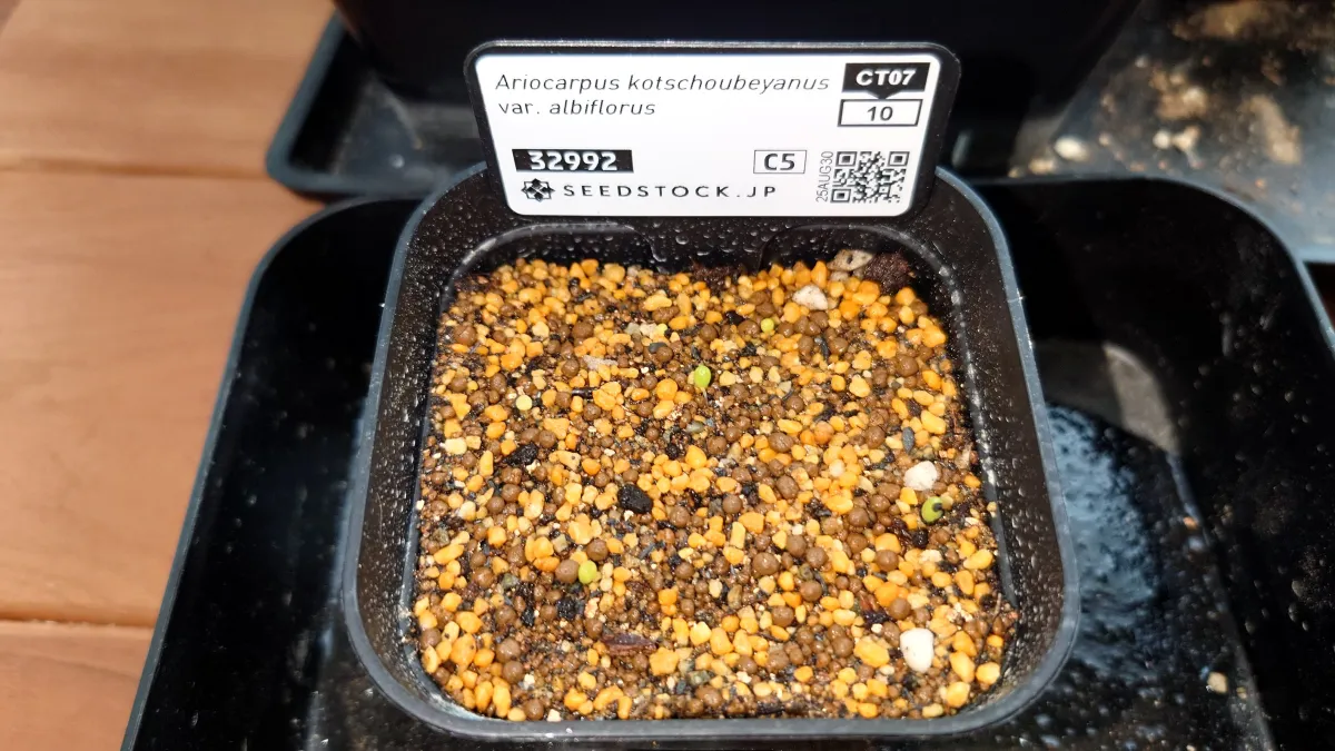 Ariocarpus kotschoubeyanus var. albiflorus (アリオカルプス 姫牡丹)